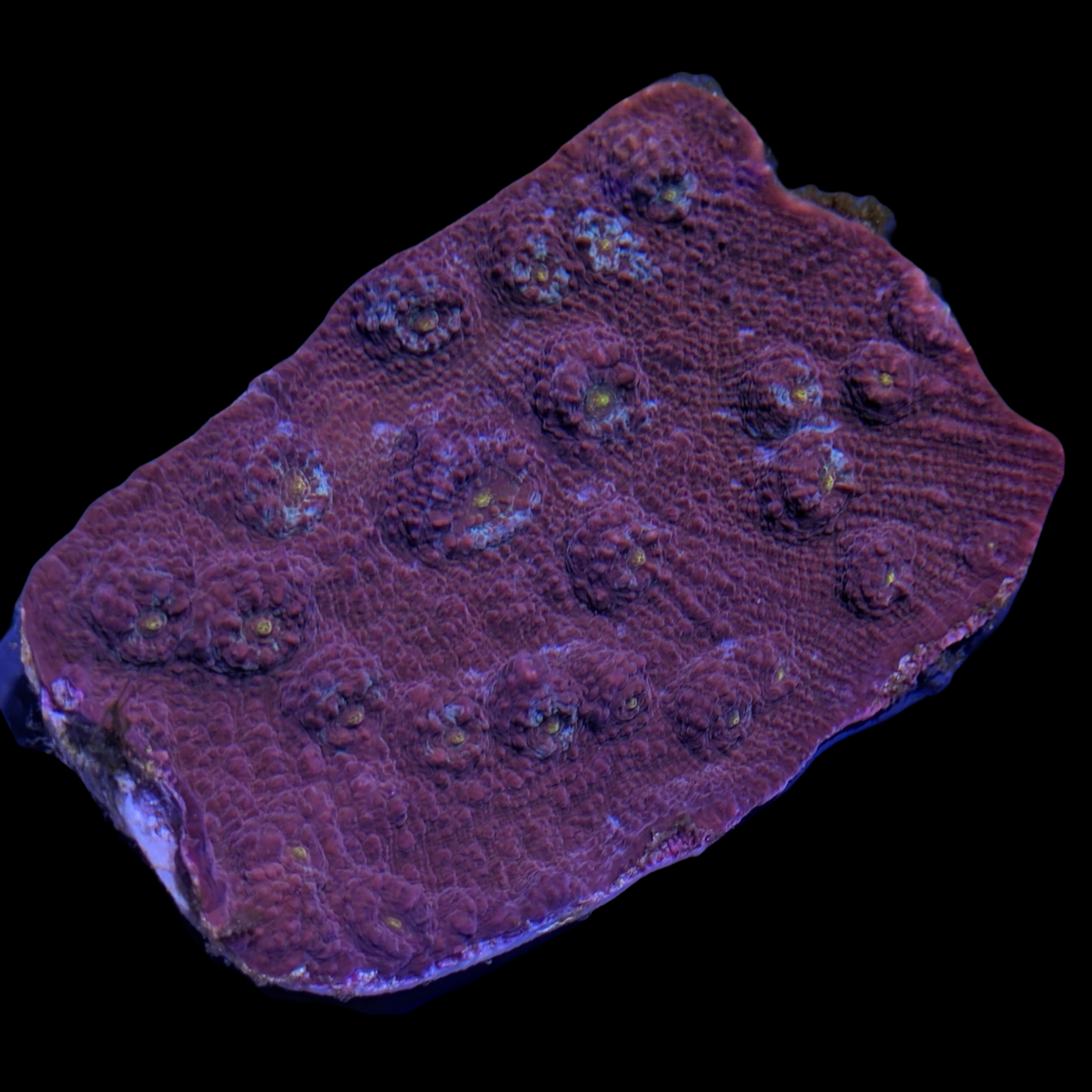 Chalice Colony (Collection Only)