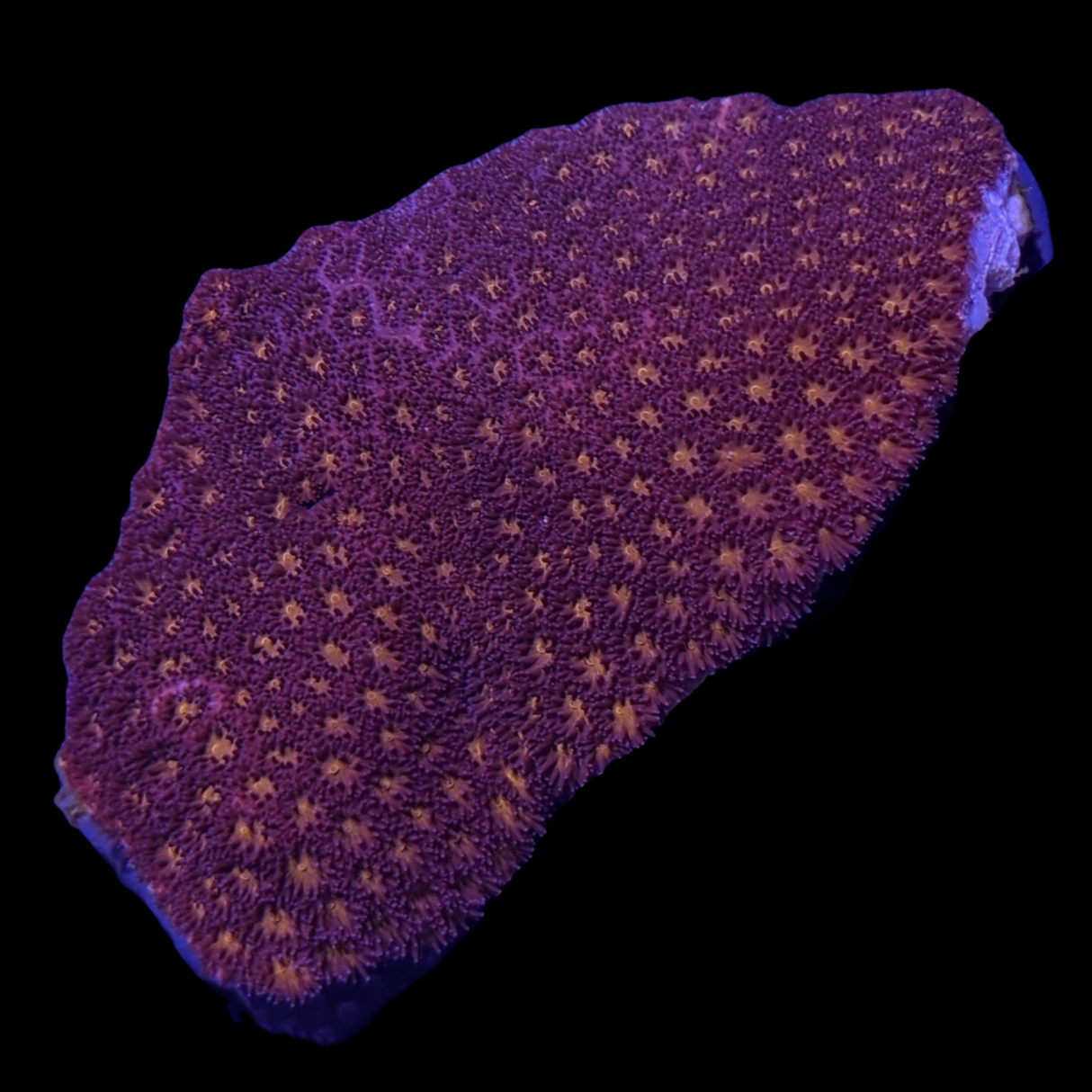 Orange Leptastrea Colony (Collection Only)
