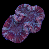 Super Saturday Trachyphyllia (Collection Only)