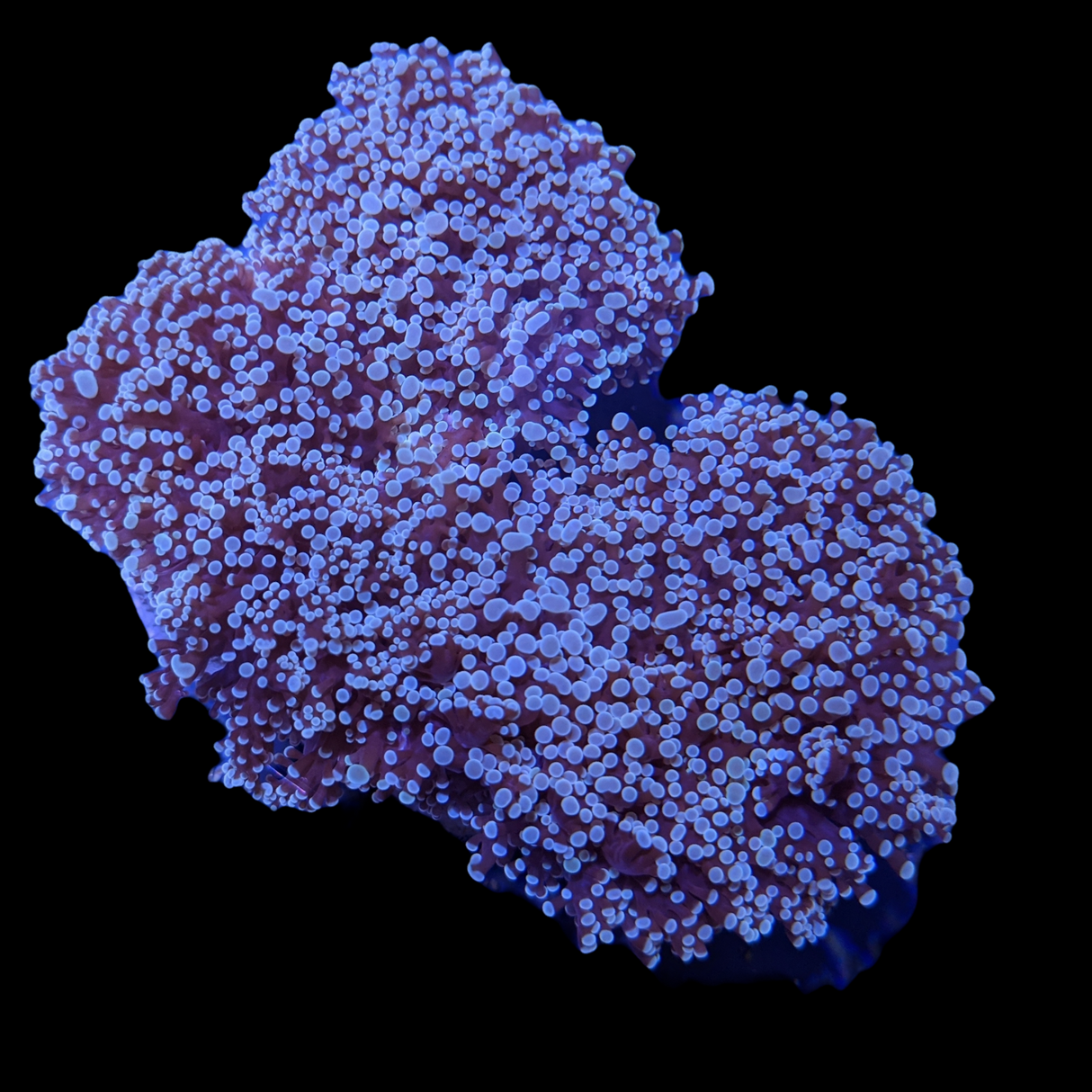 Wall Frogspawn Euphyllia Divisa Large (Collection Only)