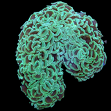 Super Saturday Wall Hammer Euphyllia Ancora Large (Collection Only)