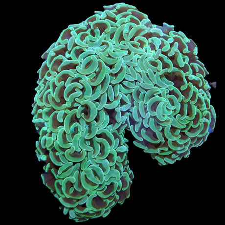 Super Saturday Wall Hammer Euphyllia Ancora Large (Collection Only)