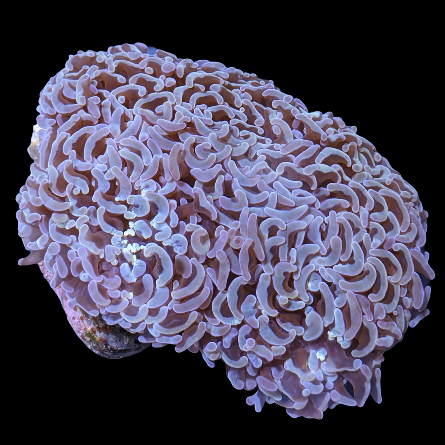 Wall Hammer Euphyllia Ancora Large (Collection Only)