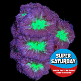 Super Saturday 16 Head Red & Green Blastomussa