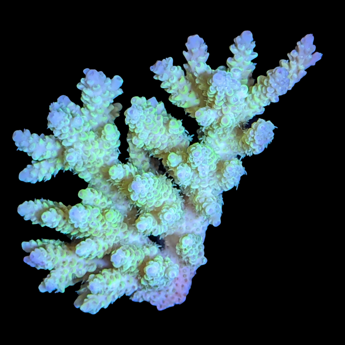 Australian Acropora (Collection Only)