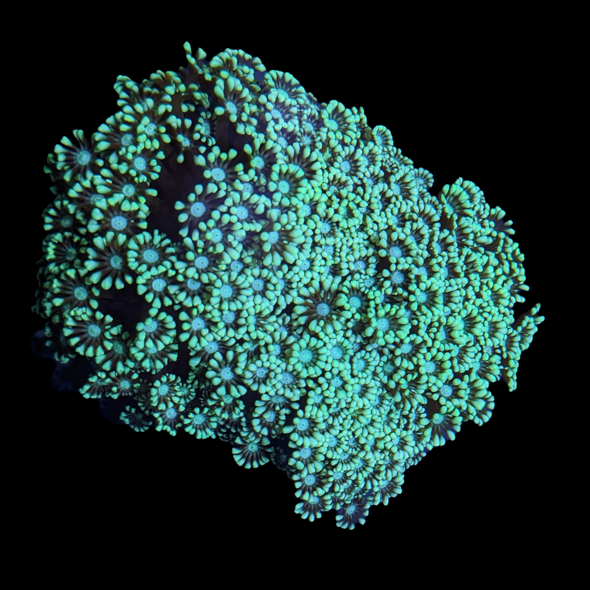 Alveopora Colony (Collection Only)