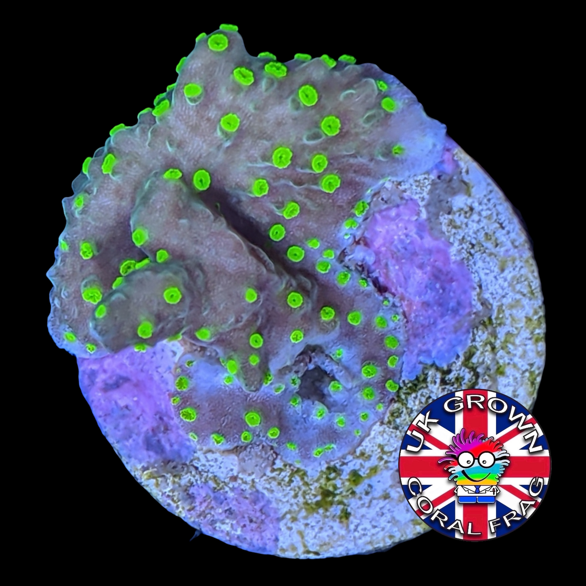 Hirsuta Montipora (UK Grown)