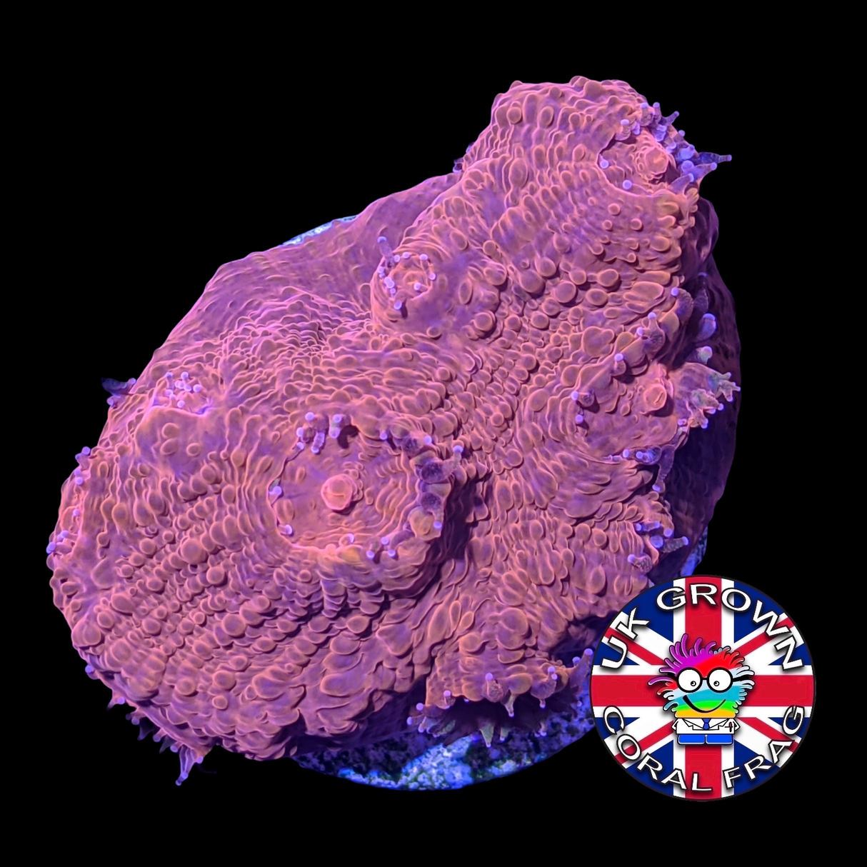 Red Lava Chalice (UK Grown)