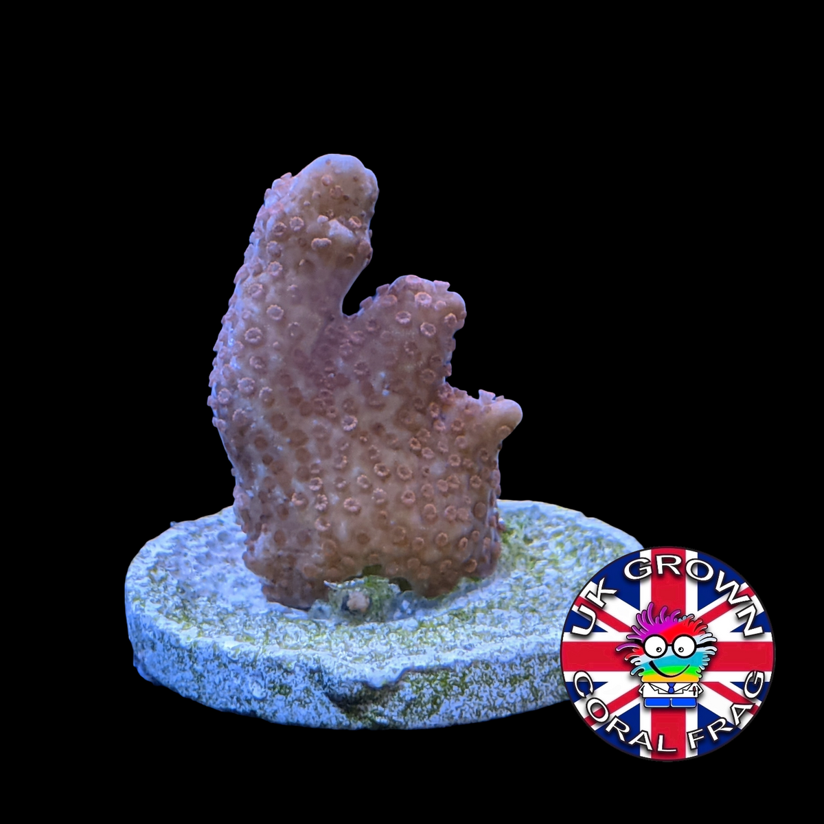 Montipora digitata (UK Grown)
