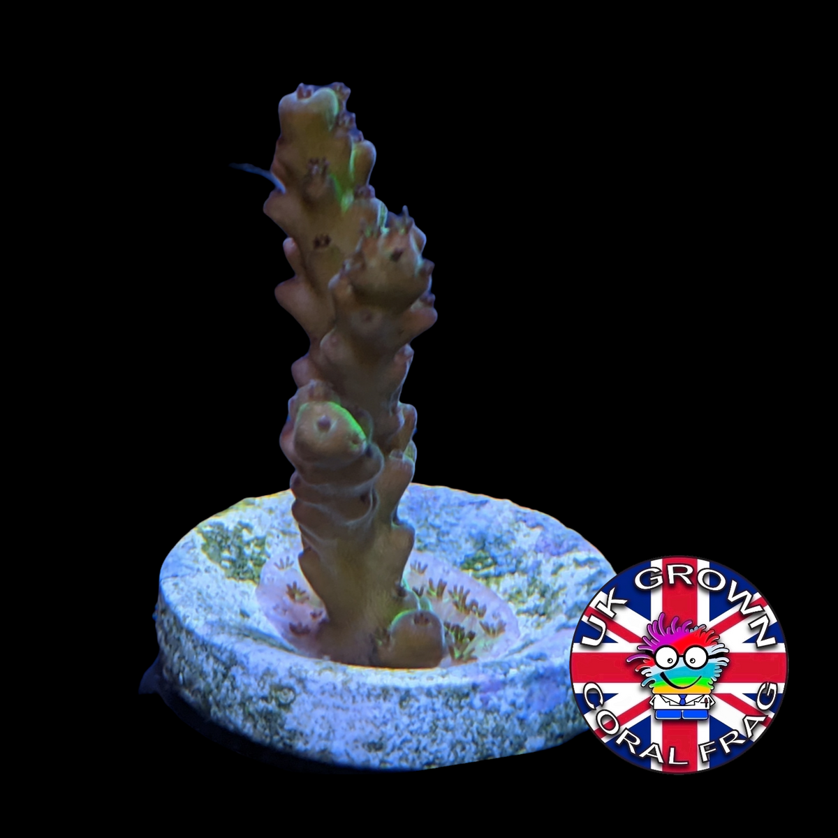 Acropora Frag (UK Grown)
