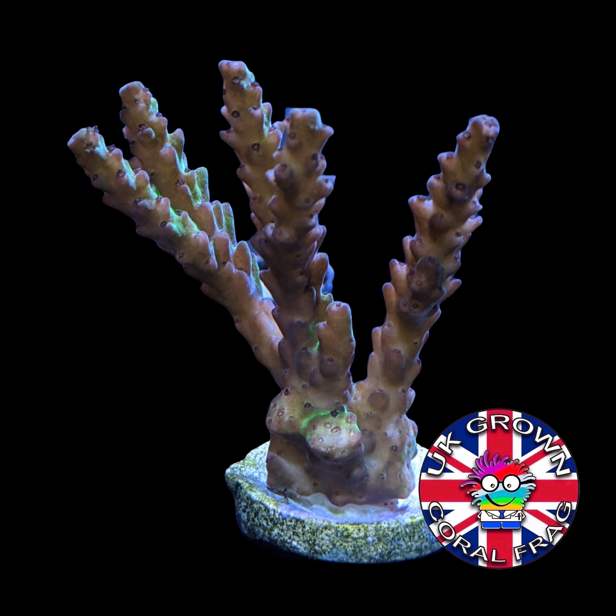 Acropora Frag (UK Grown)