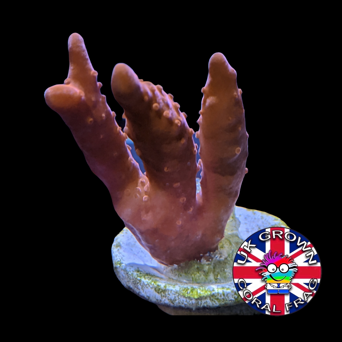 Setosa Montipora (UK Grown)