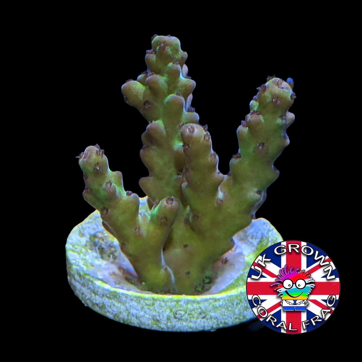 Acropora Frag (UK Grown)