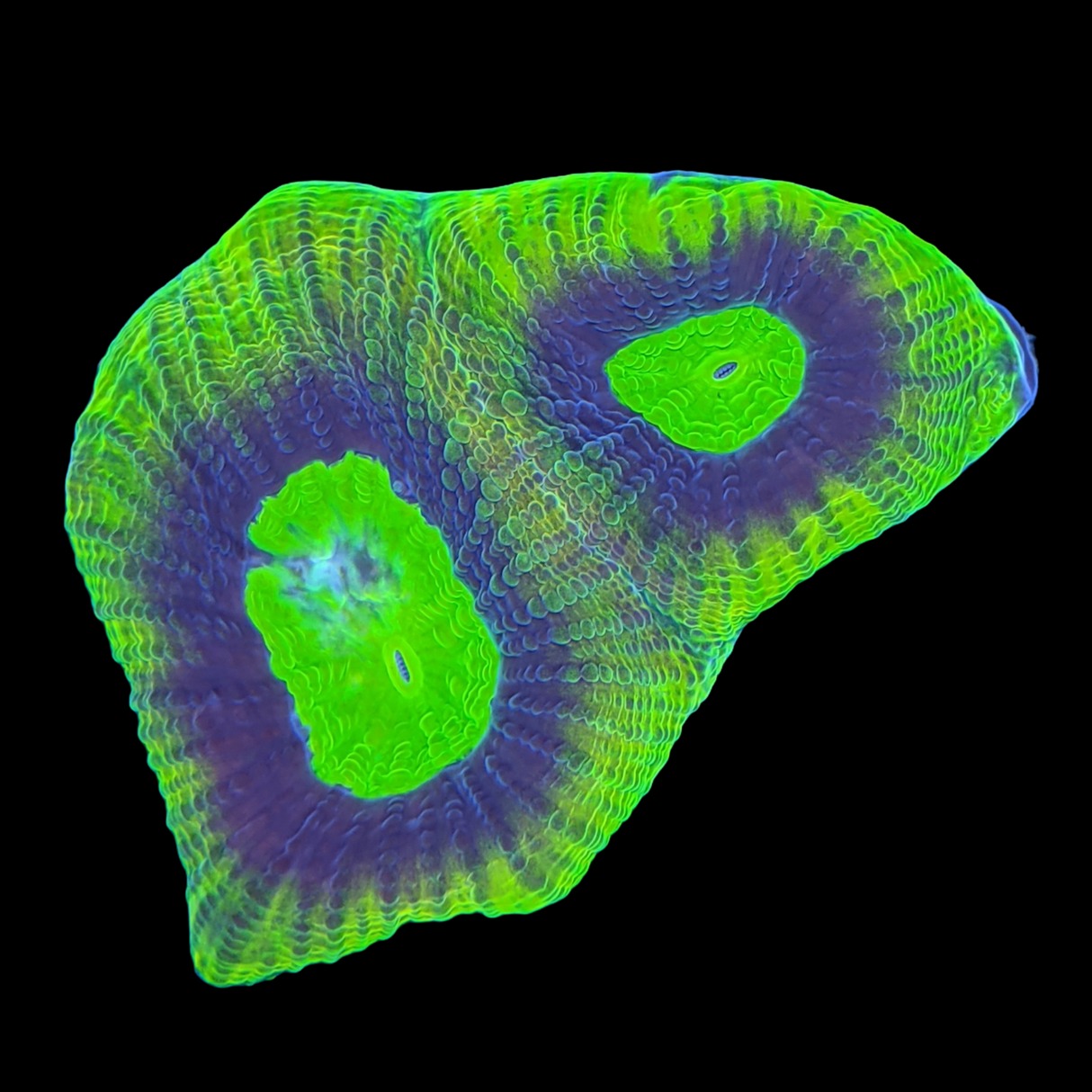 Dragon Soul Goniastrea