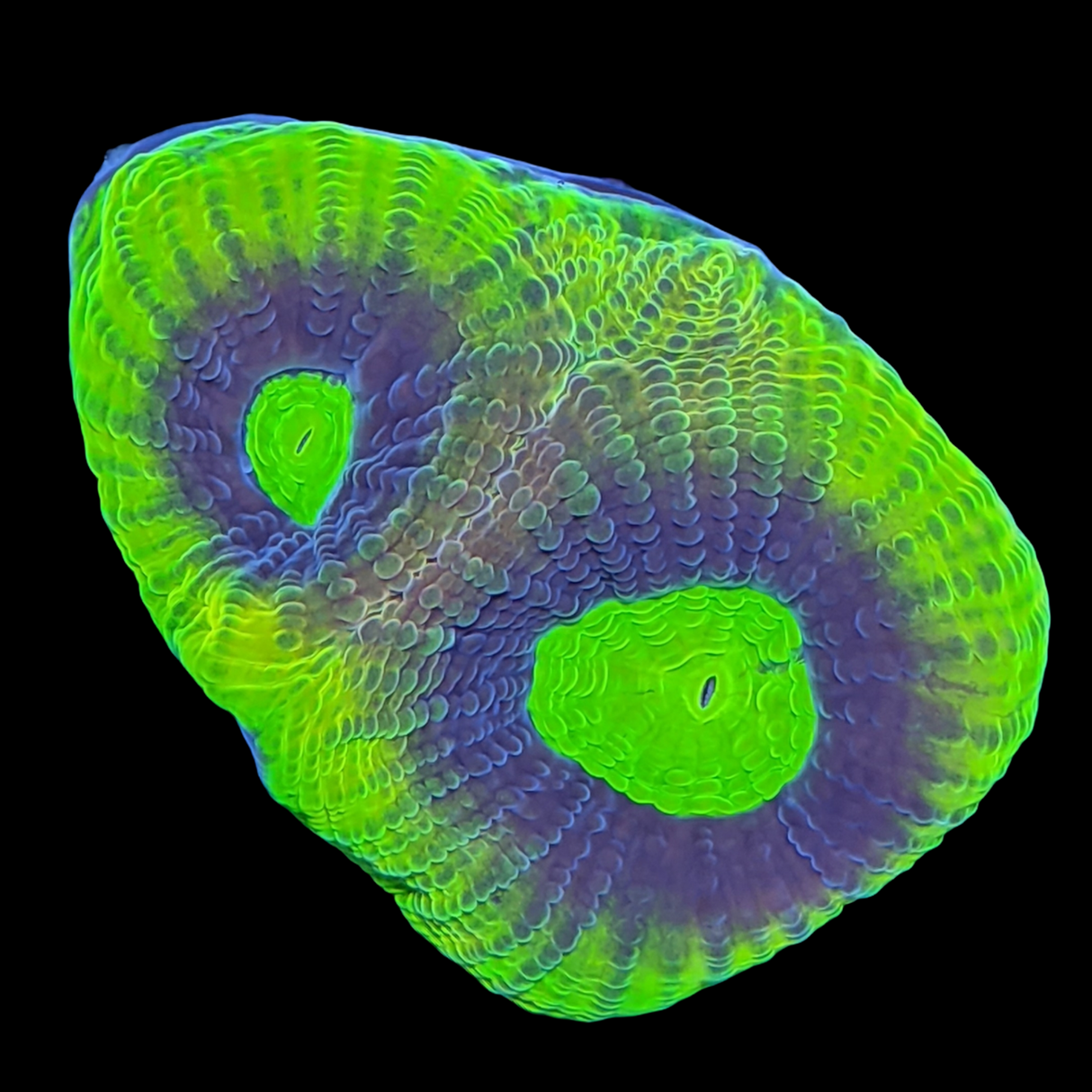 Dragon Soul Goniastrea