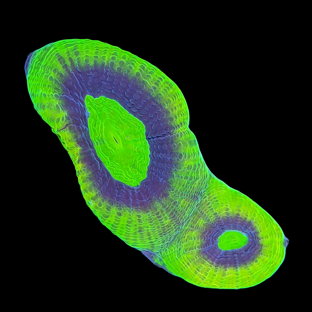 Dragon Soul Goniastrea