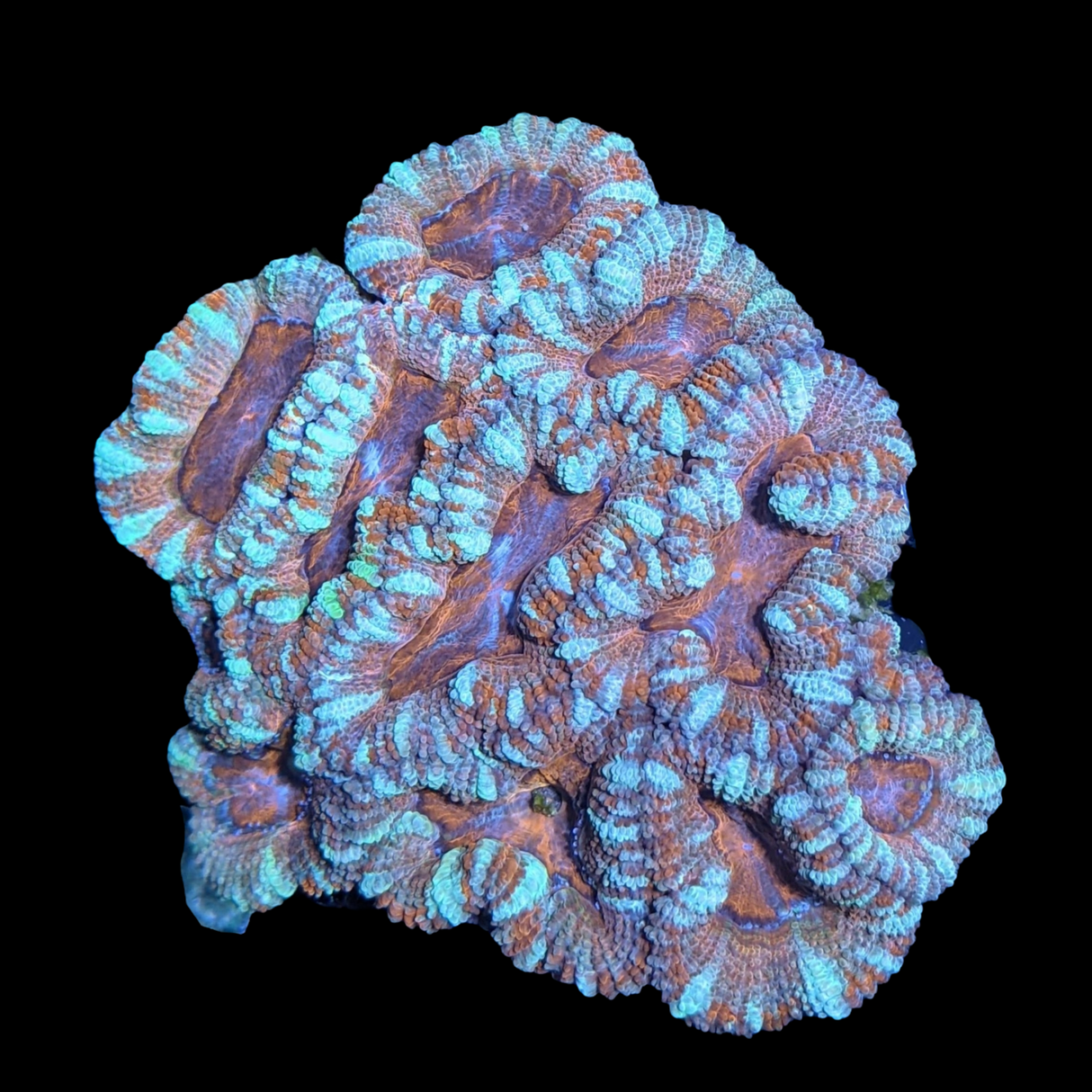 Acanthastrea Lordhowensi Colony