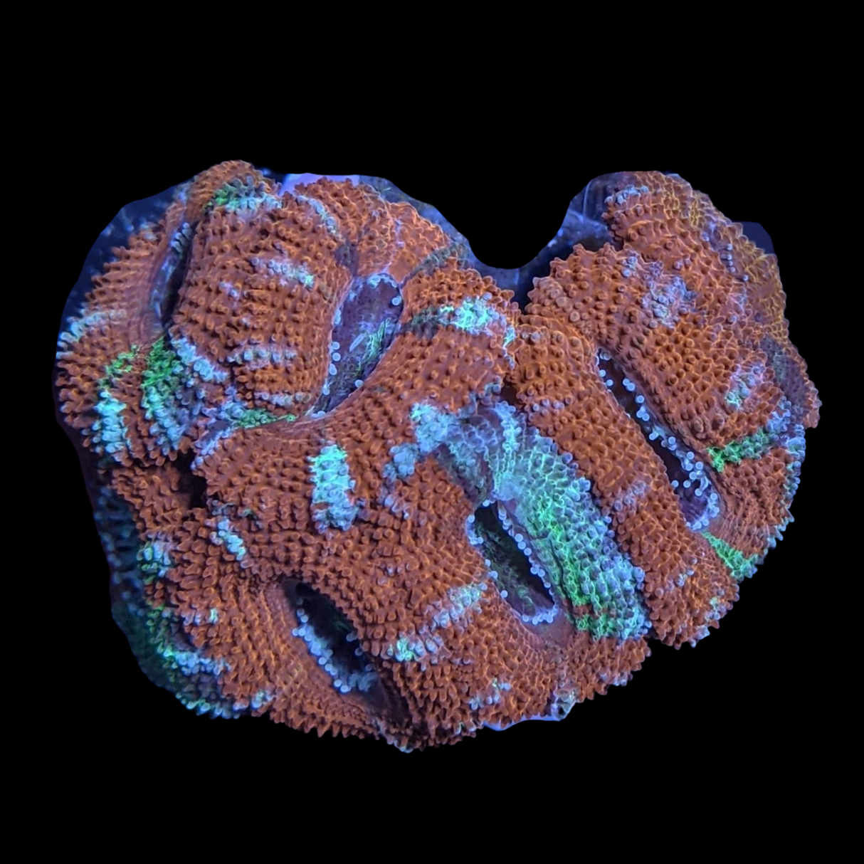 Acanthastrea Lordhowensi