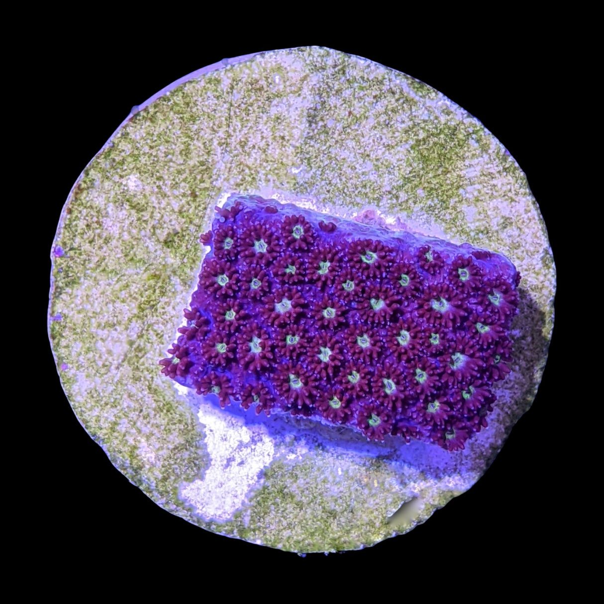 Burning Amber Goniopora