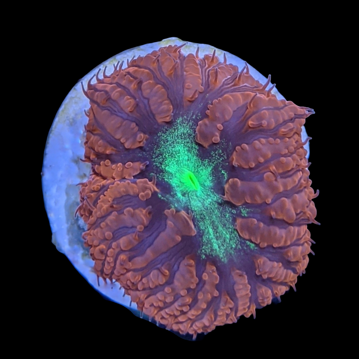 1 Head Red & Green Blastomussa