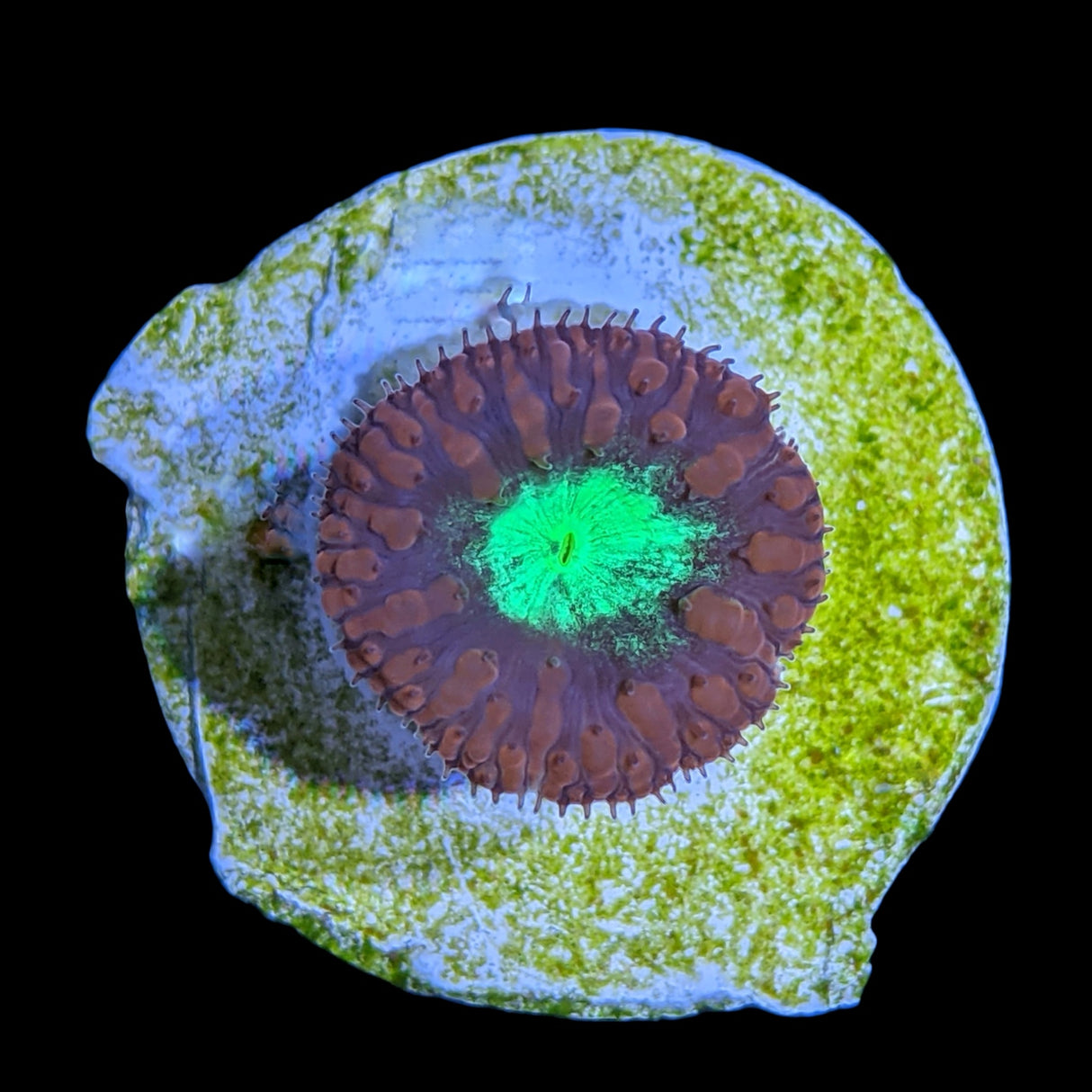 1 Head Red & Green Blastomussa