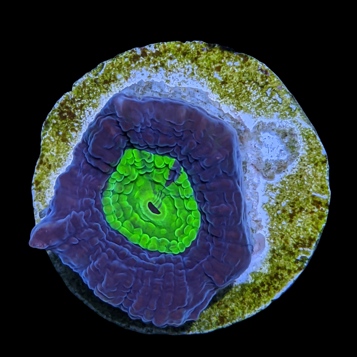 Dragon Soul Goniastrea