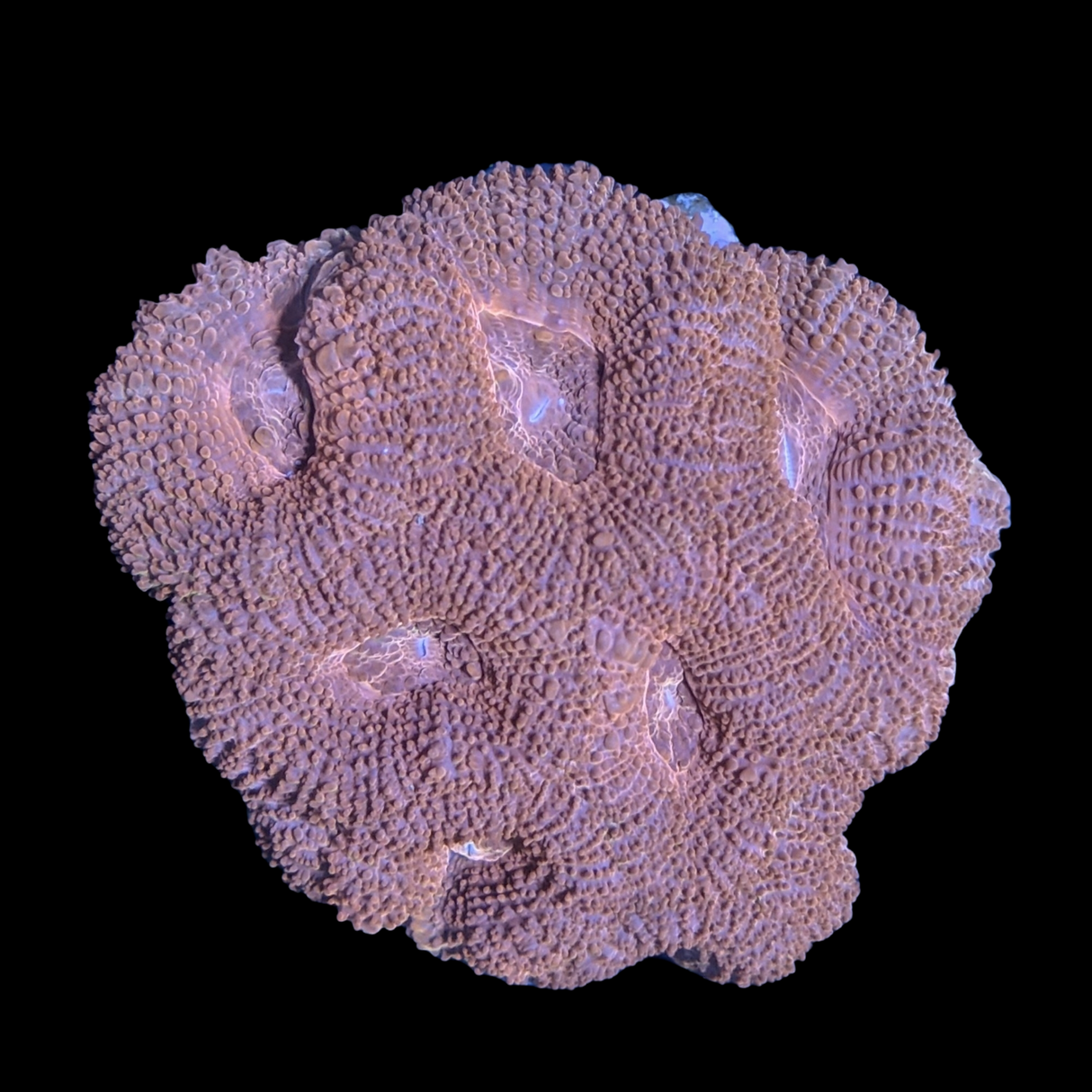 Acanthastrea Lordhowensi