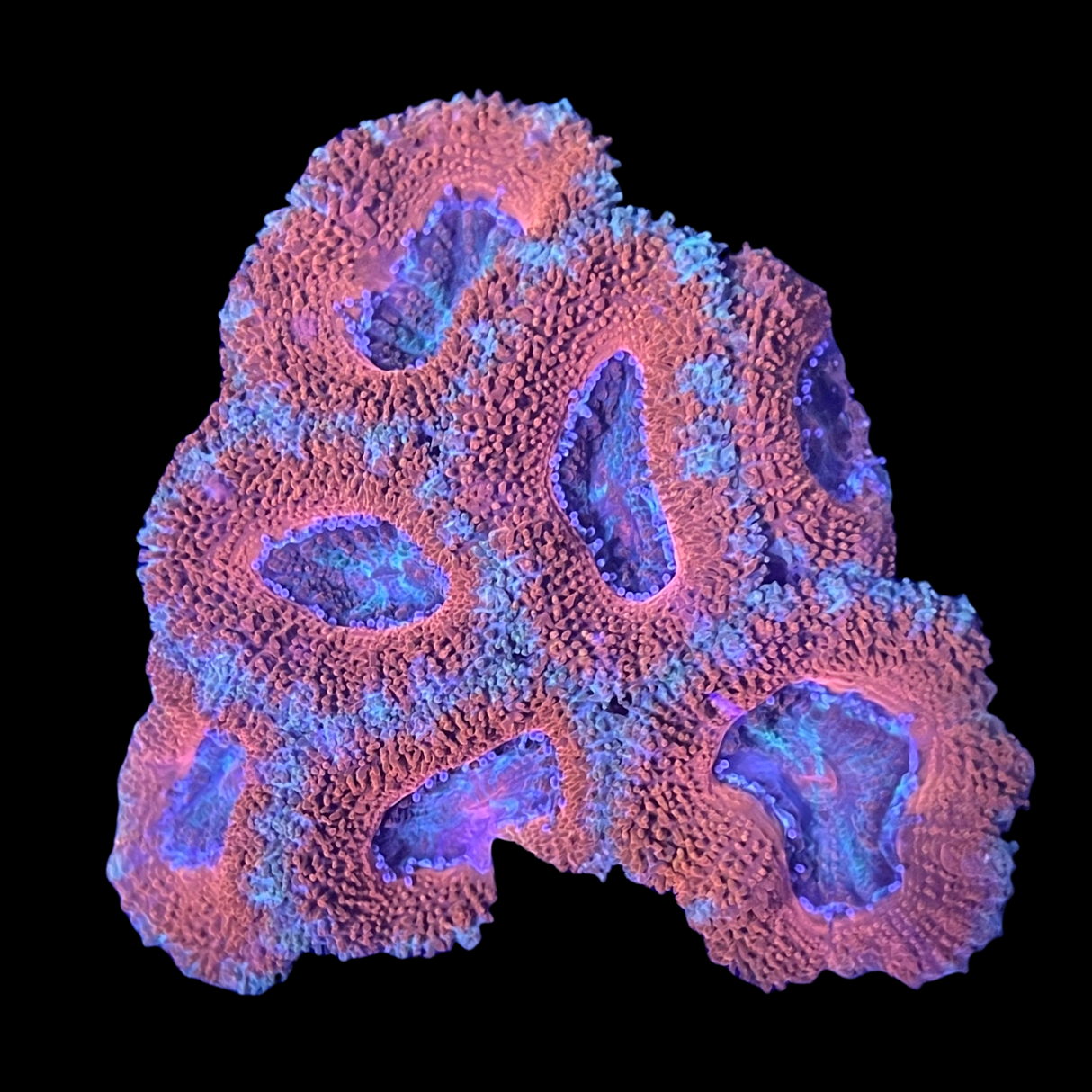 Acanthastrea Lordhowensi