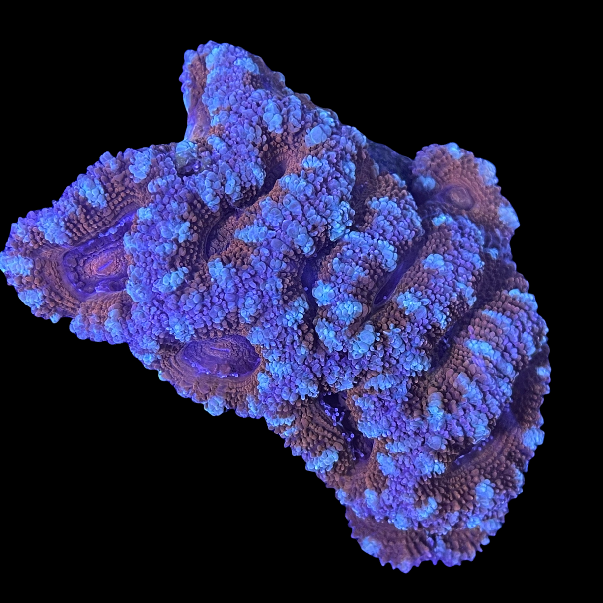 Acanthastrea Lordhowensi