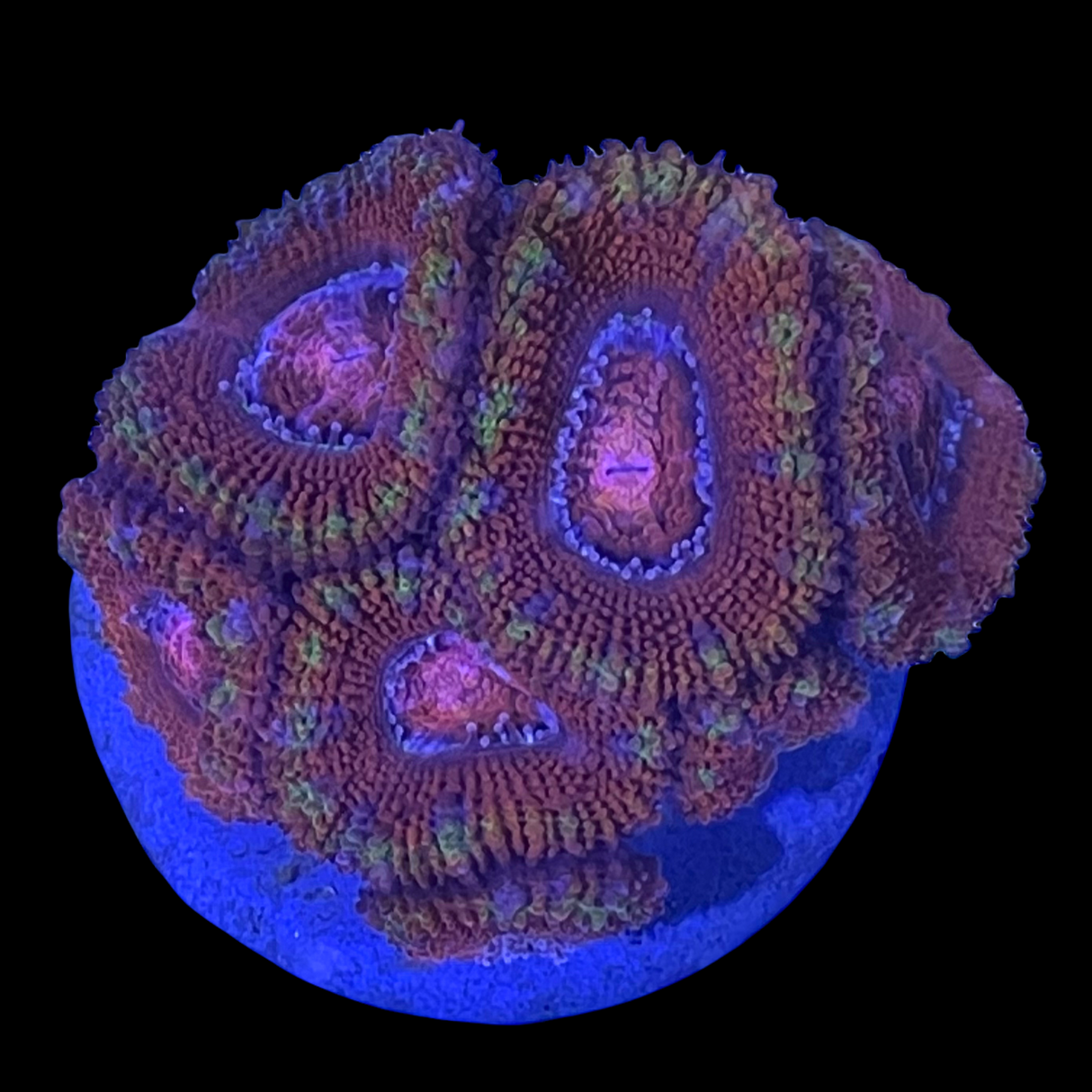 Acanthastrea Lordhowensi
