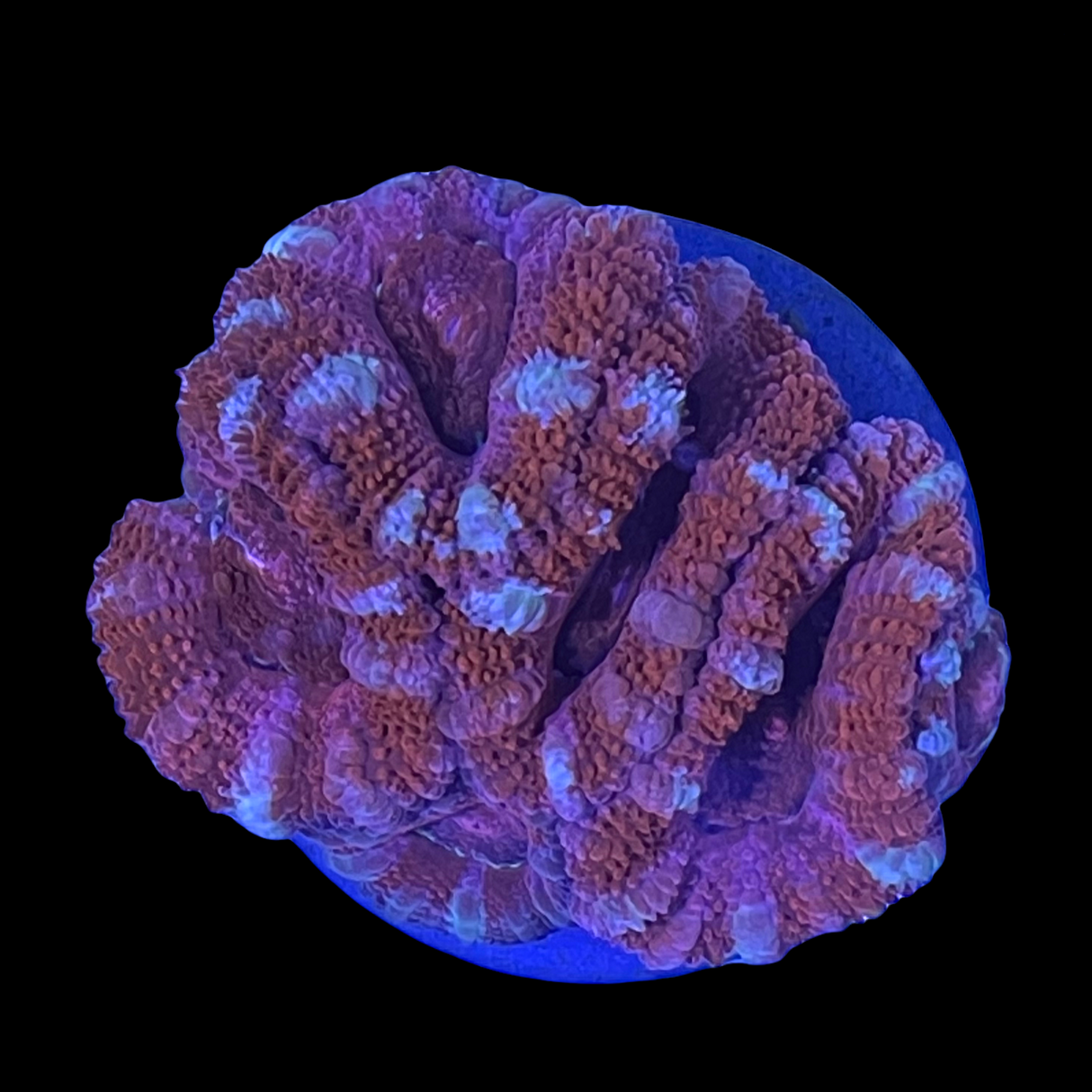 Acanthastrea Lordhowensi