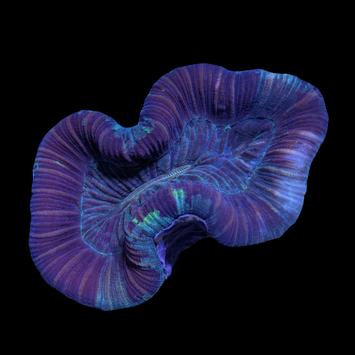 Trachyphyllia (Collection Only)