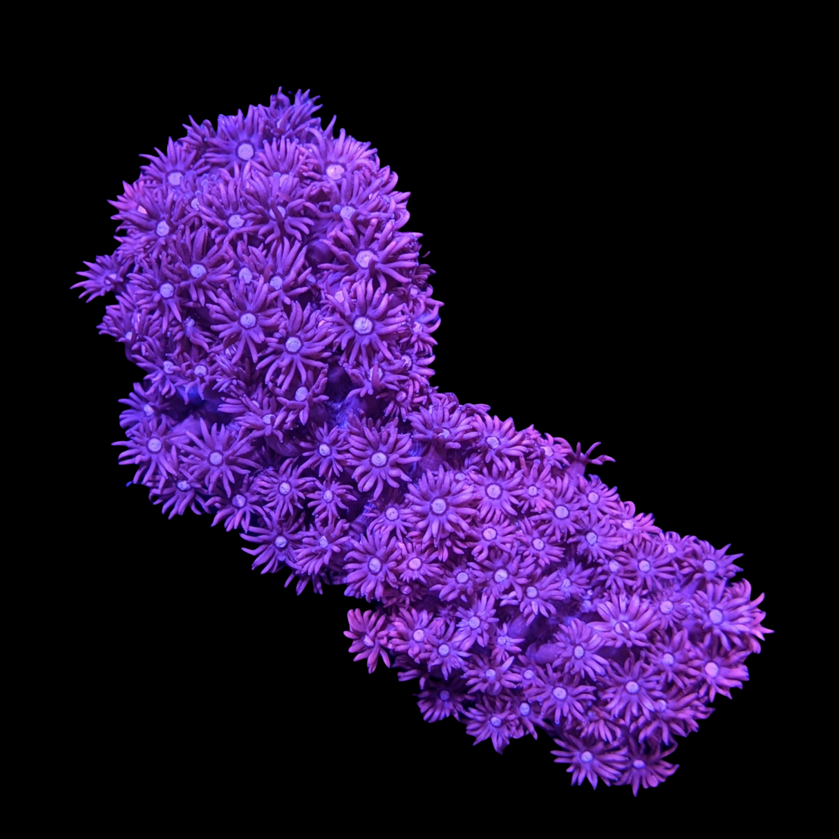 Two Tone Purple / Pink Goniopora (collection Only)