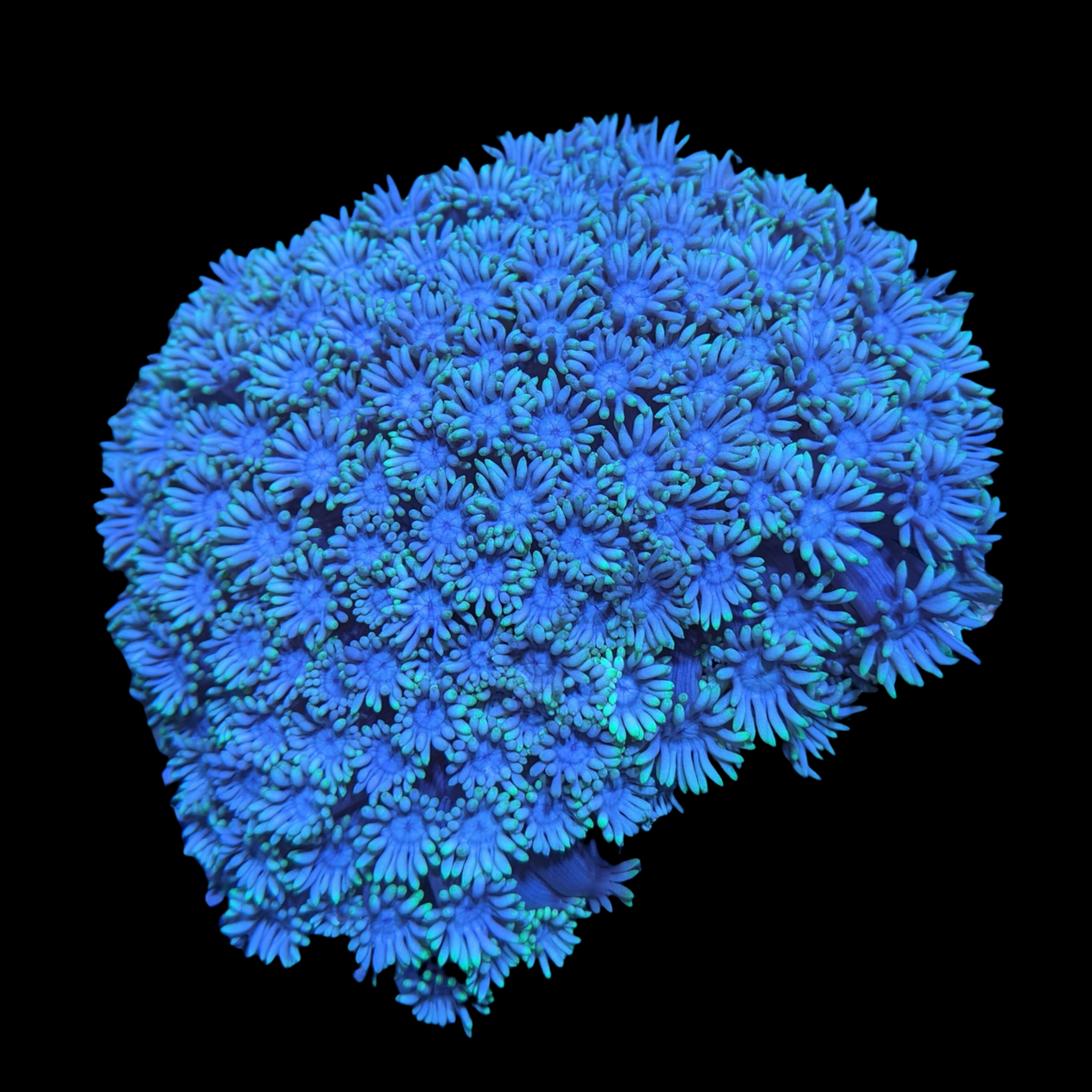 Aqua Green Goniopora (collection Only)