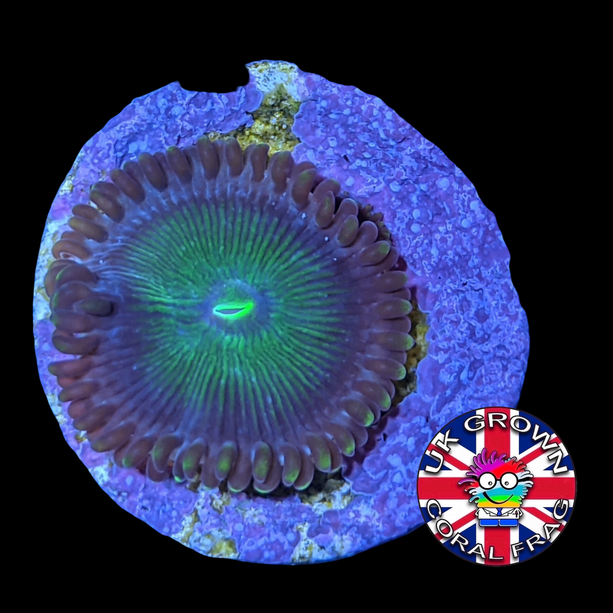 Green People Eater Zoa Frag (UK Grown)