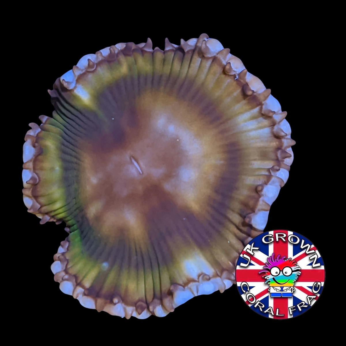 Grandis Paly Zoa Frag (UK Grown)