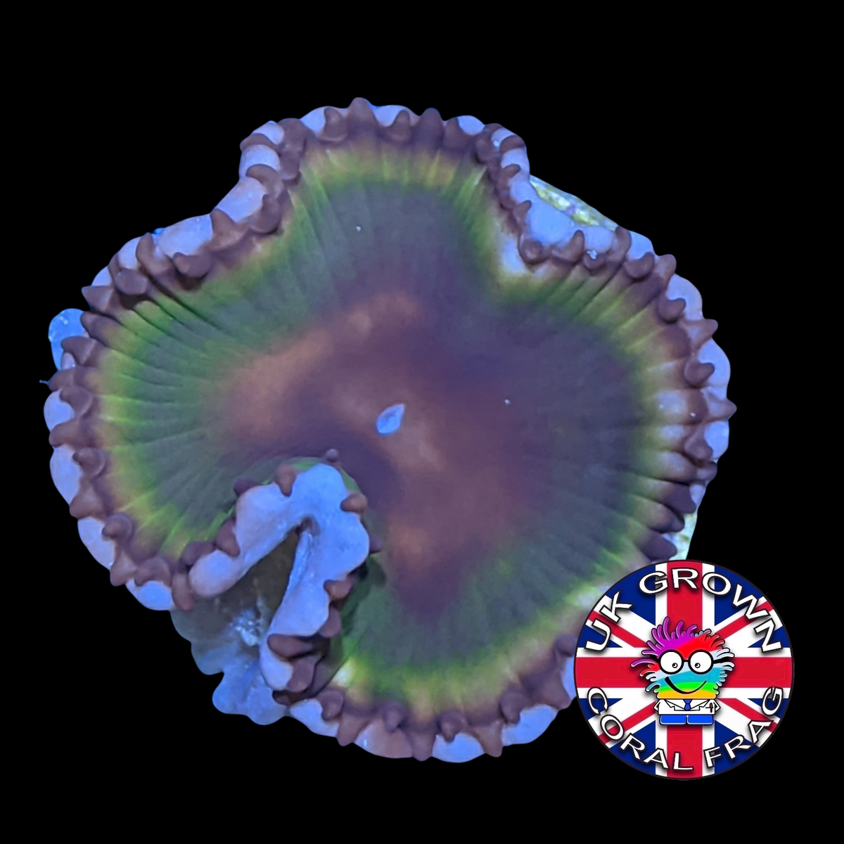 Grandis Paly Zoa Frag (UK Grown)
