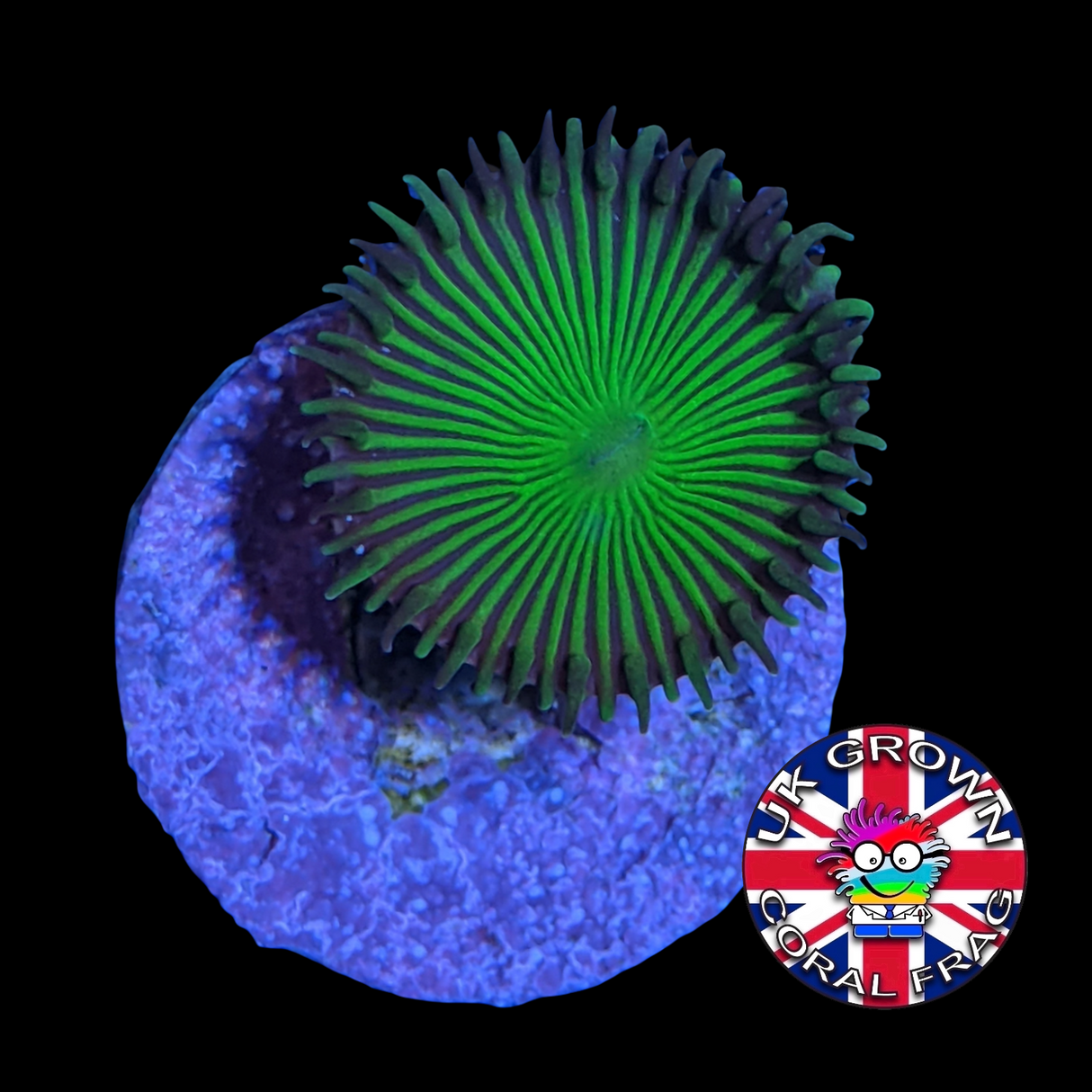 Green Paly Zoa Frag (UK Grown)