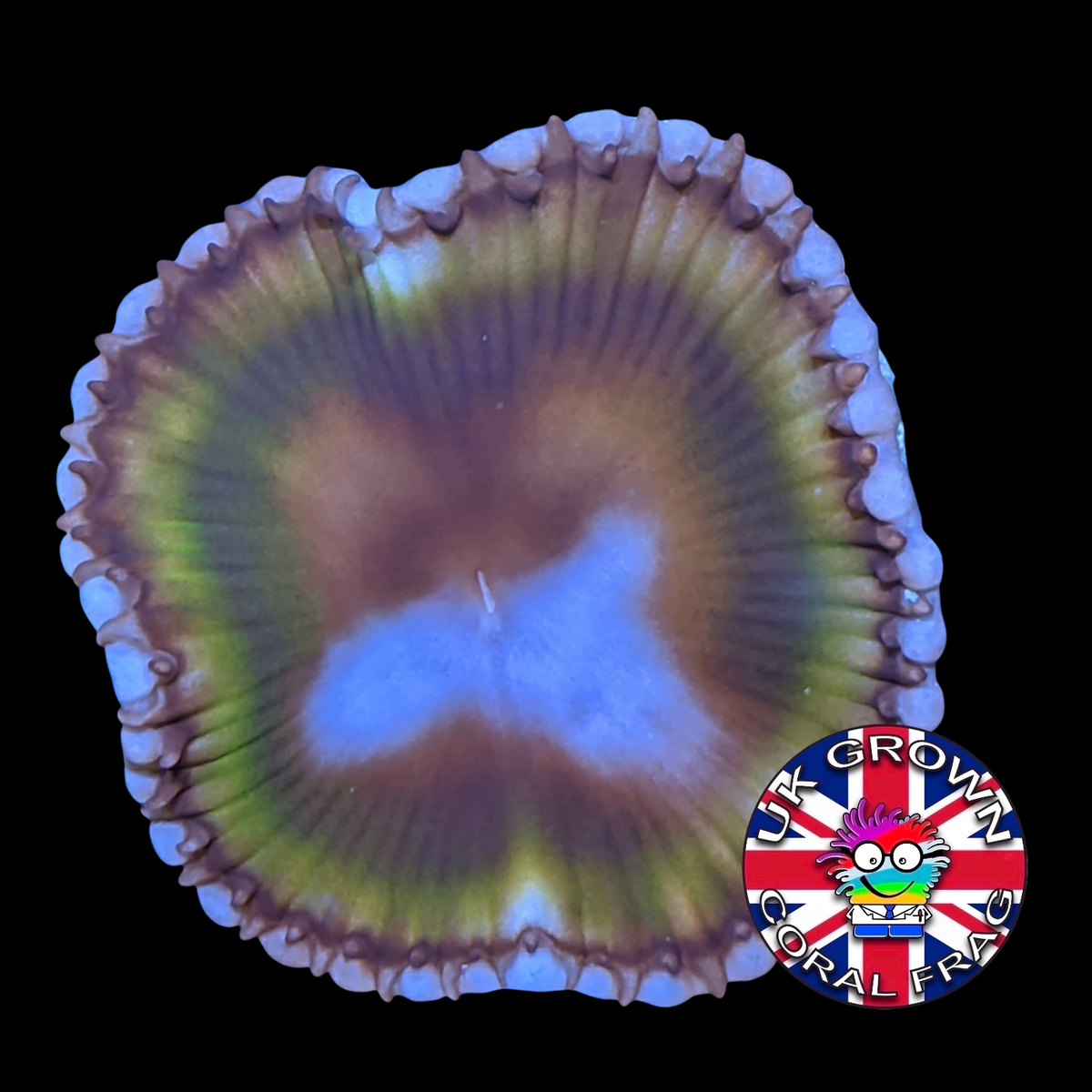 Grandis Paly Zoa Frag (UK Grown)