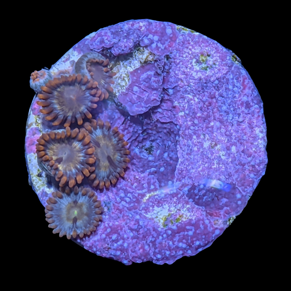 Chocolate Orange Zoa Frag