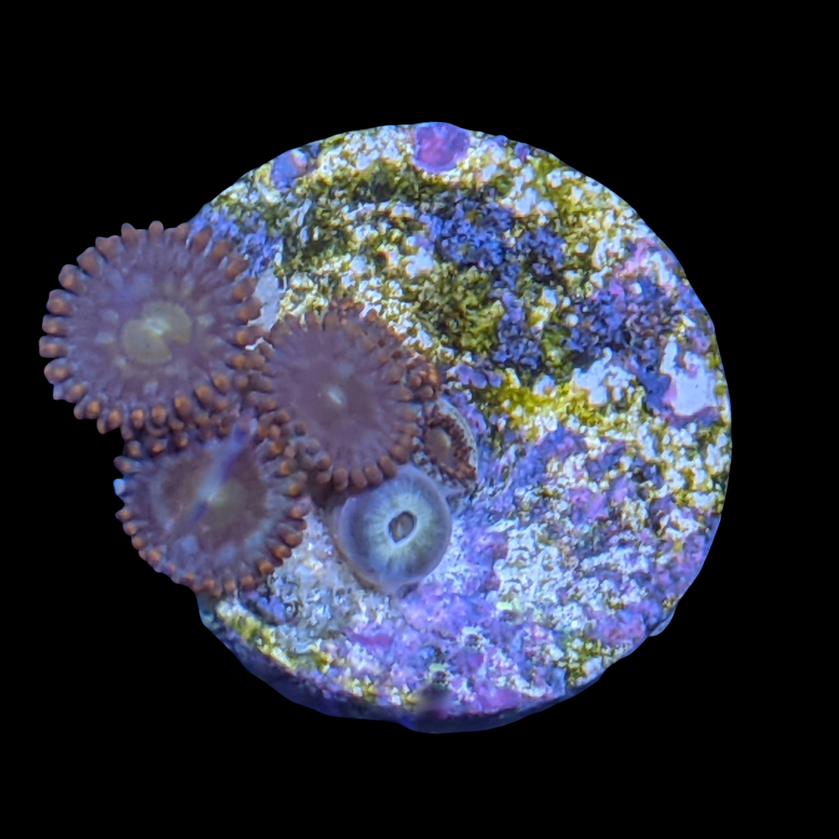 Pin Wheel Zoa Frag