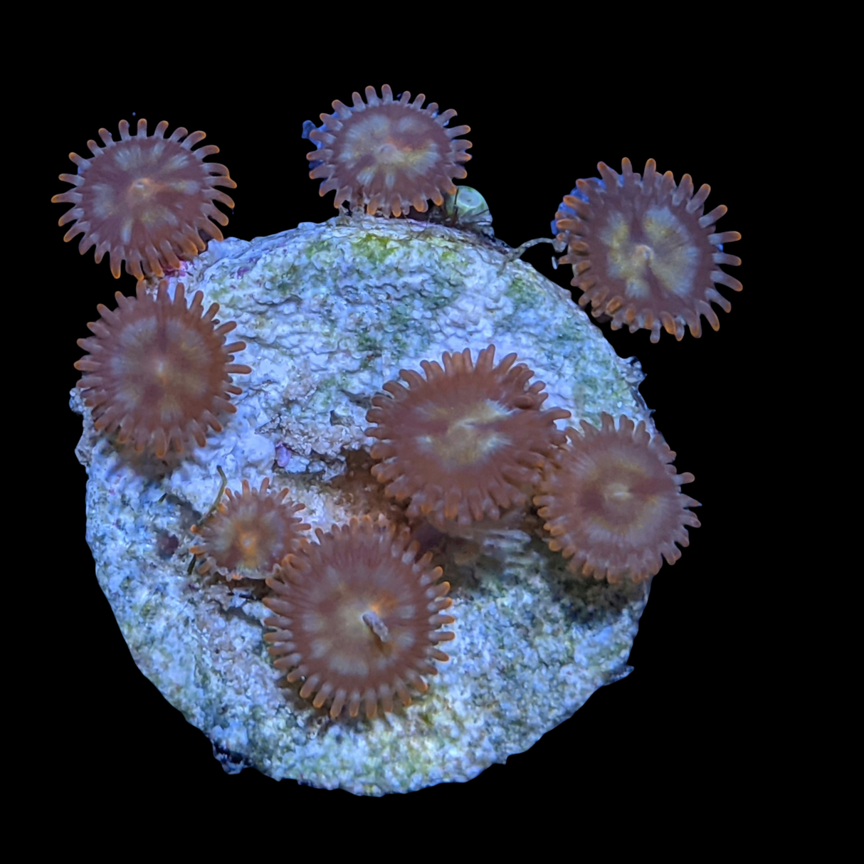 Pin Wheel Zoa Frag