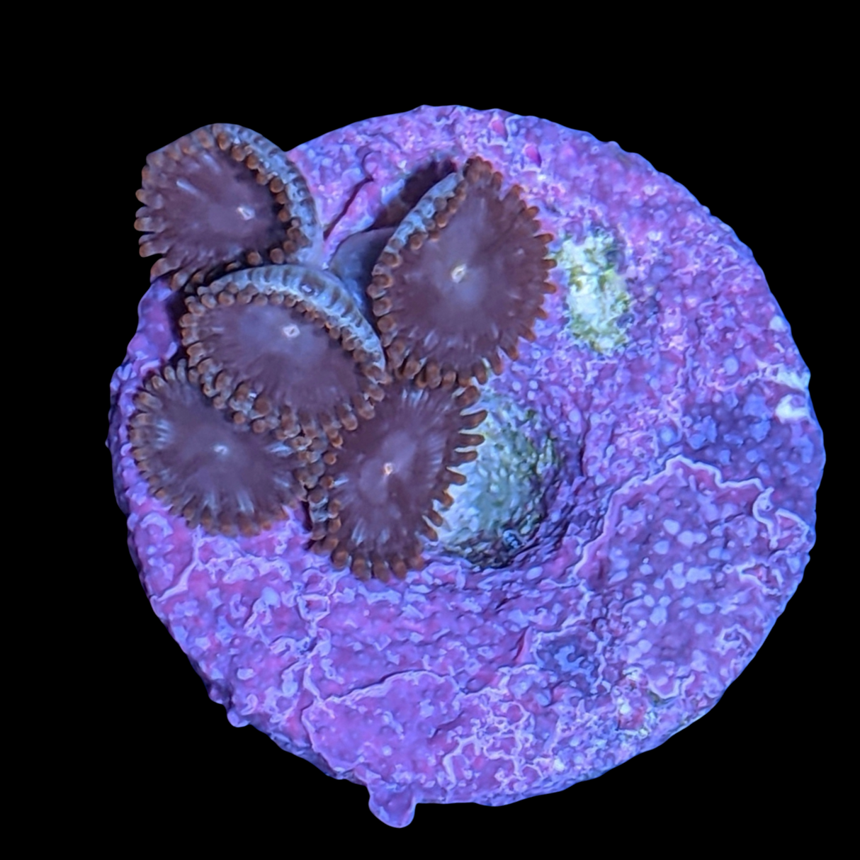 Pin Wheel Zoa Frag