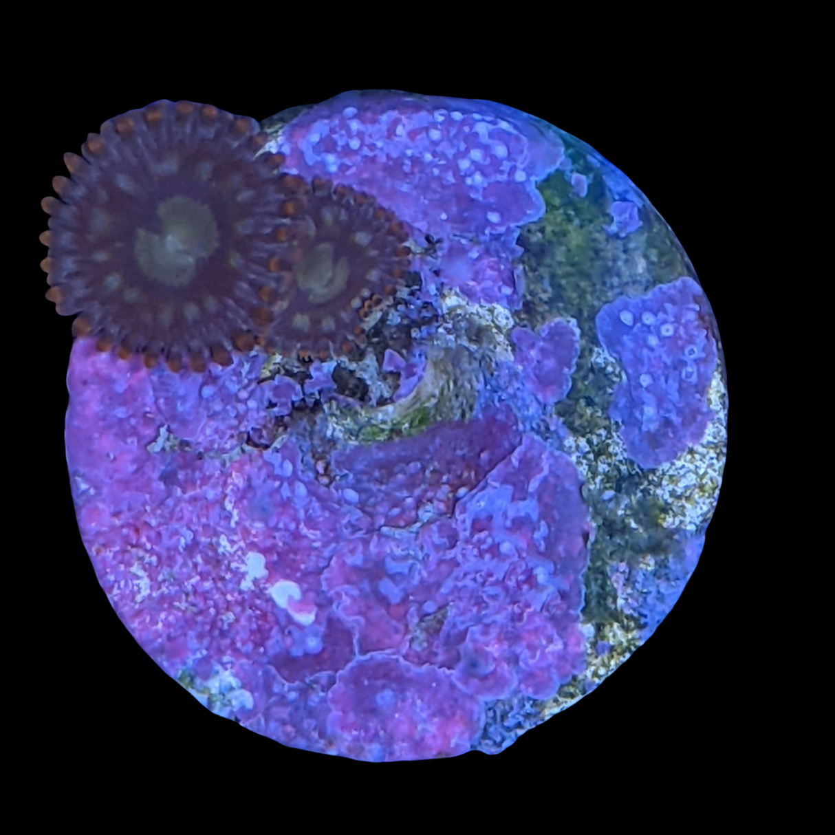 Pin Wheel Zoa Frag