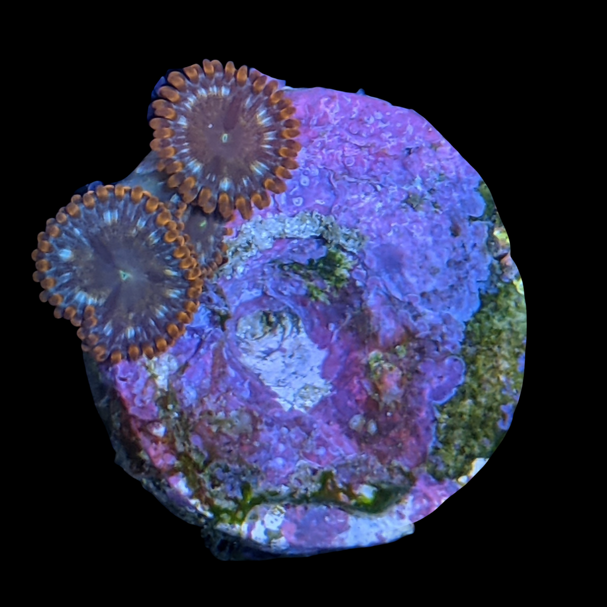 Pin Wheel Zoa Frag