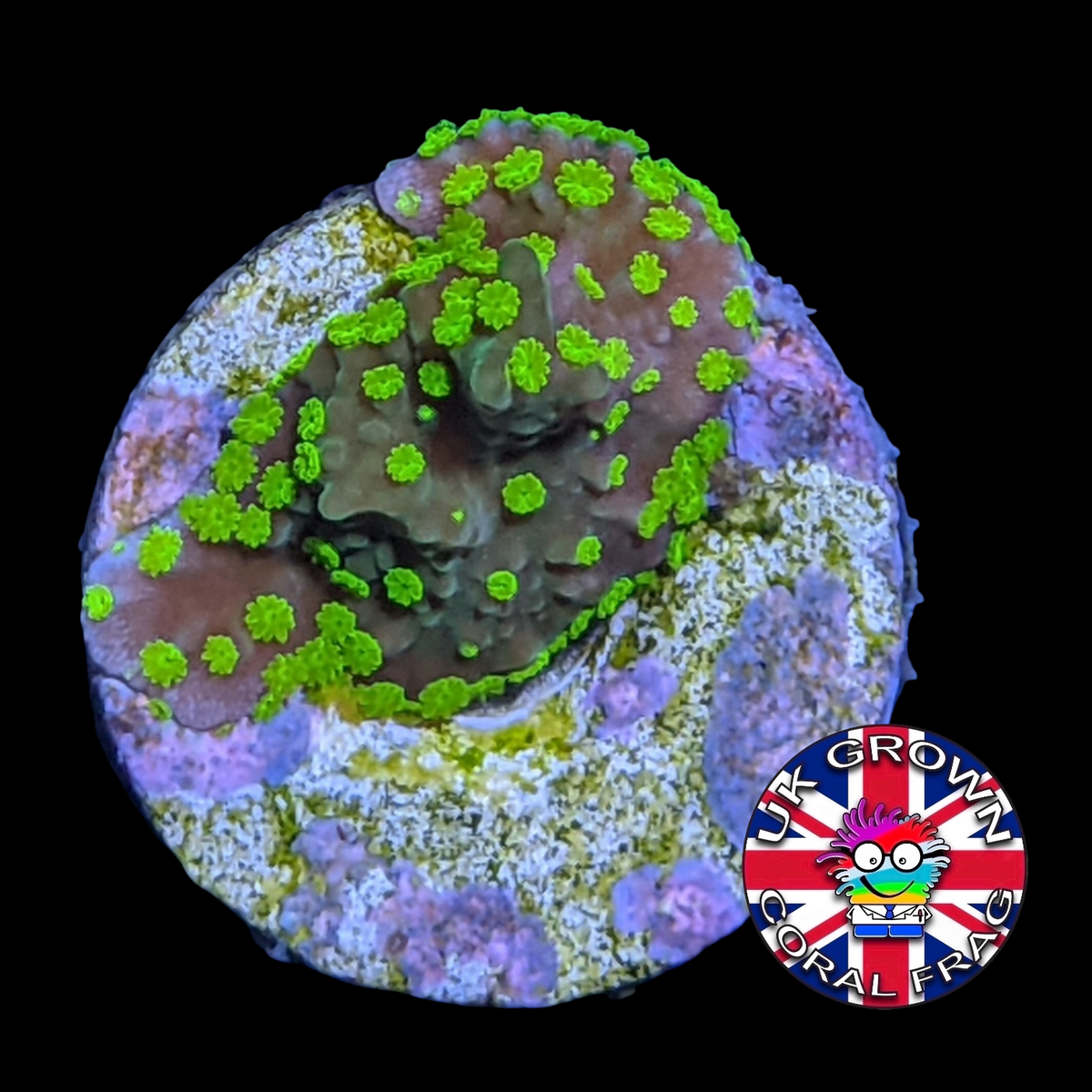 Hirsuta Montipora (UK Grown)