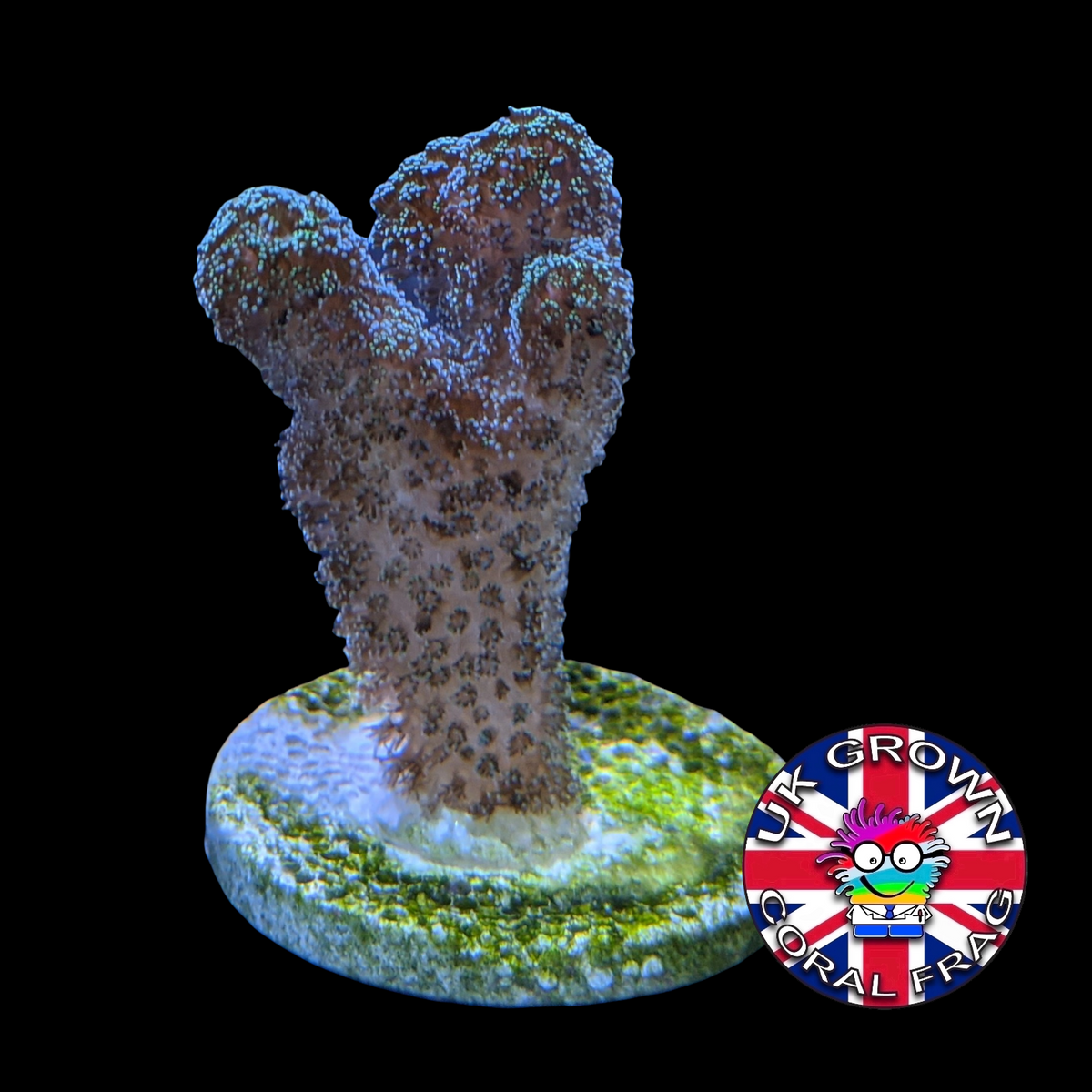 Stylophora Pistillata (UK Grown)