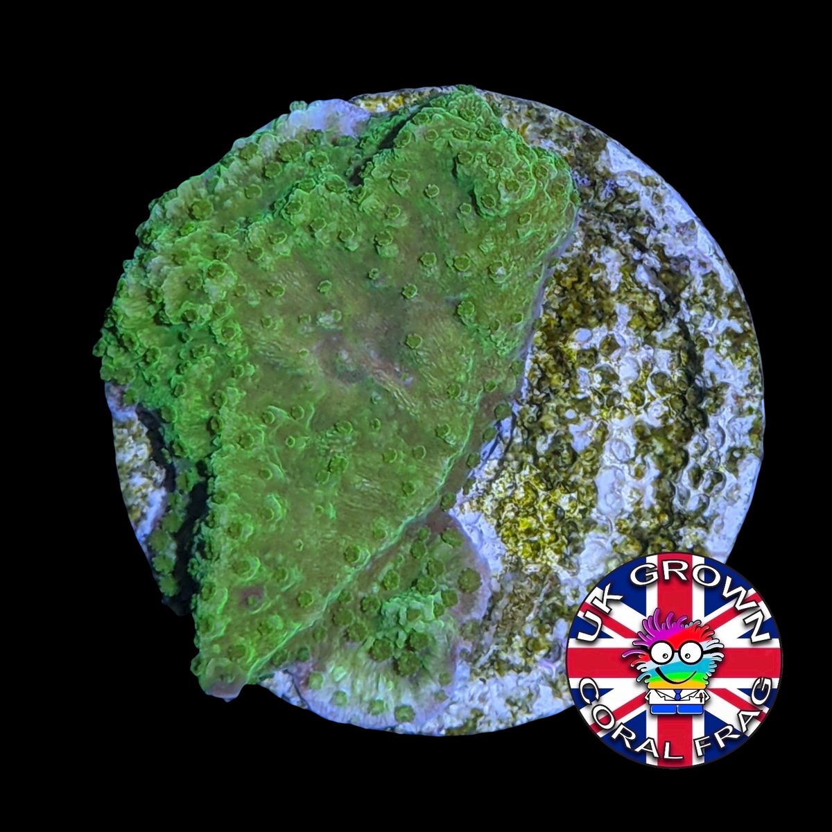 Green plating Montipora (UK Grown)