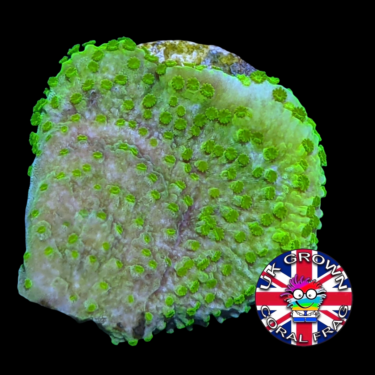 Green plating Montipora (UK Grown)