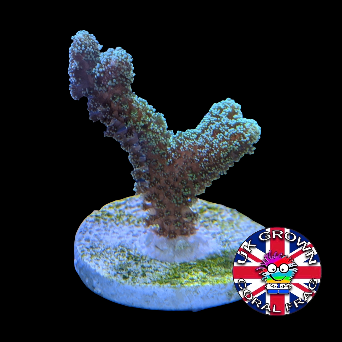 Green Seriatopora (UK Grown)